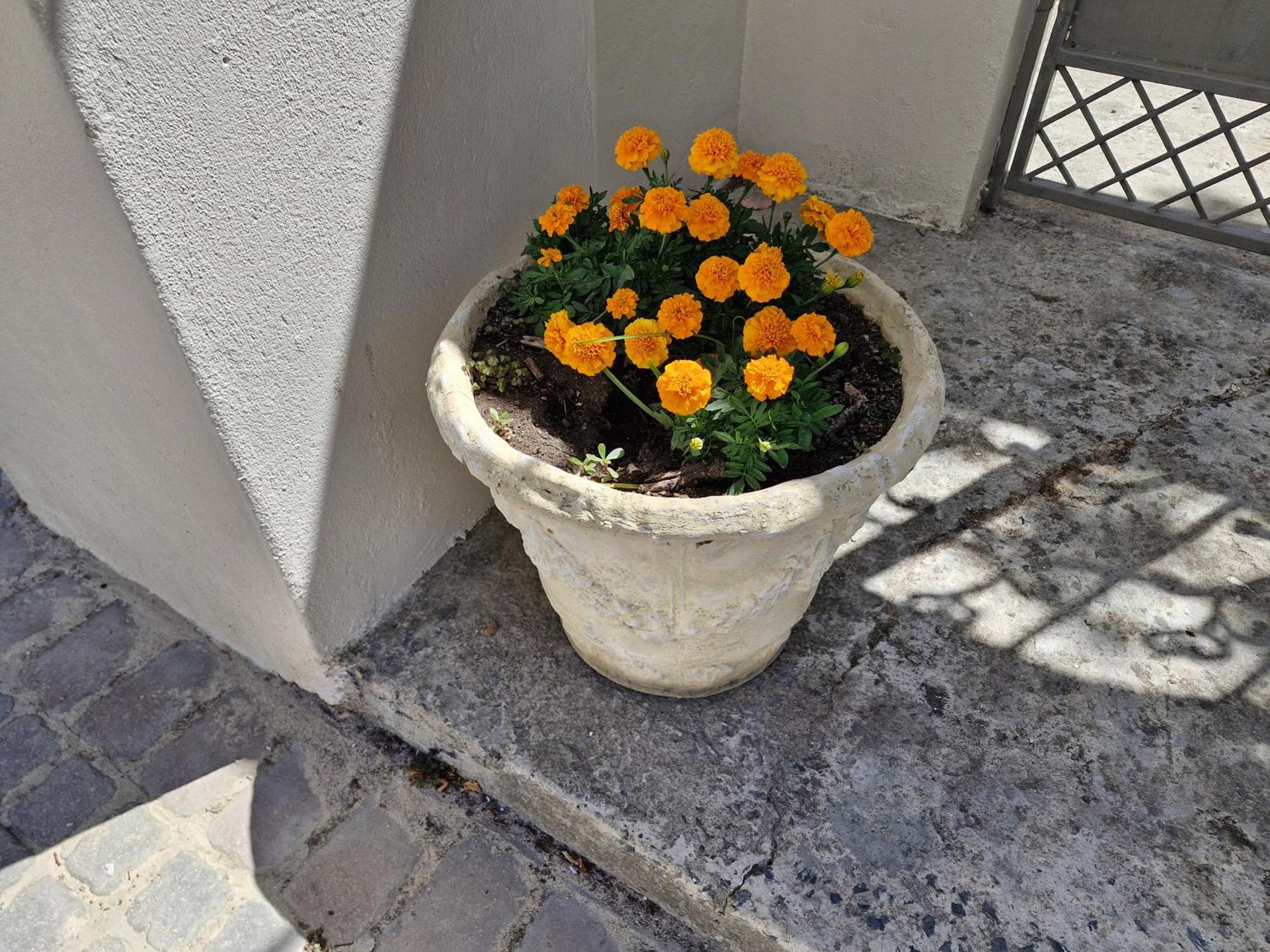 The Botanical House Lejlighed Somerset West Eksteriør billede